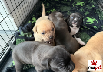 Ράτσα: Μπούλ Μαστίφ - Bull mastif | Ηλικία: 3 μηνών | Φύλο: Αρσενικό | Αρ. Microchip: 56354374685878 | Ιδιώτης | Εκπαιδευμένο | Pedigree | Περιοχή: Αθήνα, Αττική